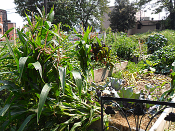 Uptown Vegetable Garden