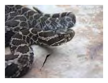 Massasauga